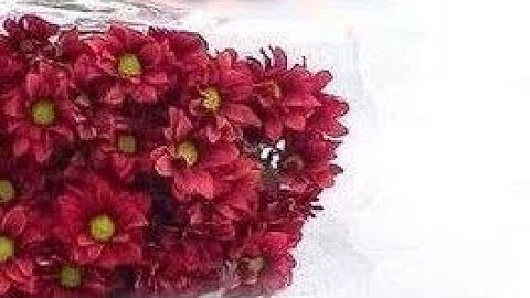 سورة التوبة (ص - ٢٠٢) || القارئ الشيخ إدريس أبكر حفظه الله