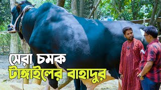 2023 ঈদে প্রান্তিক খামারির দেশের অন্যতম বড় ষাঁড় গরু পালন করা হচ্ছে । টাঙ্গাইলের বাহাদুর