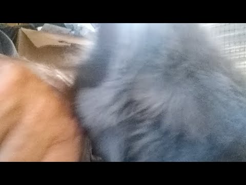 camera iphone 8 plus apk Leon Valley Internal Leak And FBI