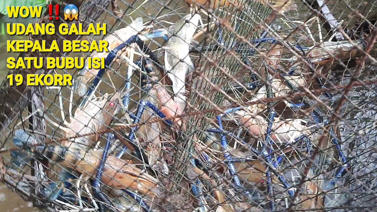 19 EKOR UDANG GALAH SEKALI ANGKAT #udanggalah #bubu #pengilar #sungai #ikan #udang #alhegunexplorer 