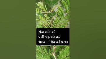 शमी पत्र उपाय |प्रदीप मिश्रा जी  | Shami patr shiv Ji Ko kese Chadaye | Shiv puran | Bhakti |#shorts