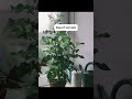 Some film photos of my plants I’ve taken #plants #houseplants #filmphotography #35mm