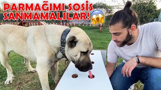 HOTDOG CHALLANGE! DOGS TRY TO CATCH SAUSAGES! Kangal dog, pitbull, akita, cane corso, german shepard