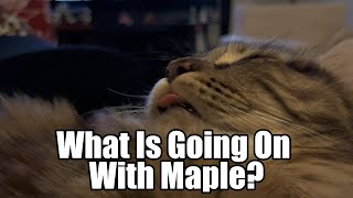 What is going on with Maple? by Life With Piko And Maple 1,294 views 4 days ago 6 minutes, 8 seconds