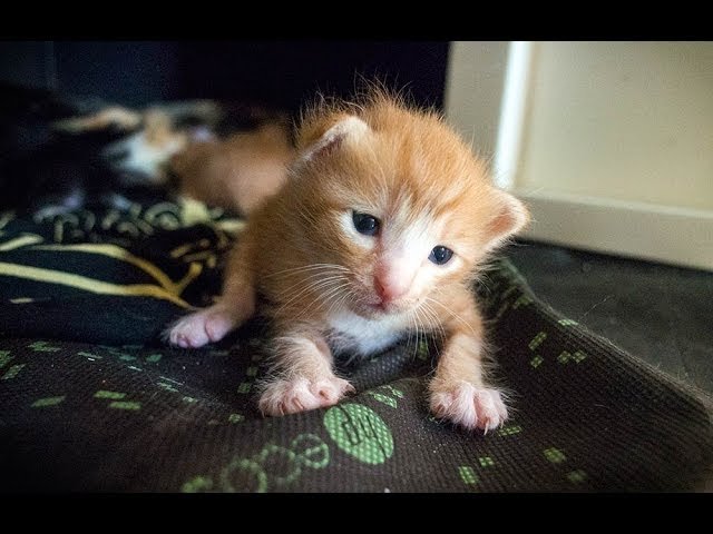 A Kitten’s First Steps (in HD)