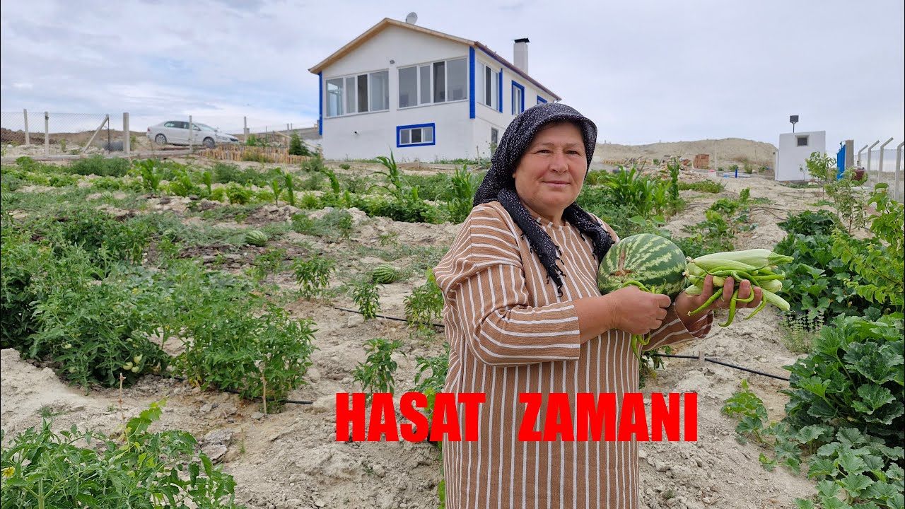 BAHÇEMİZDEN İLK KARPUZ HASATINI YAPTIK BOL HASAT GÖRÜNÜYOR