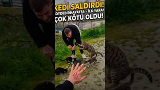 kedi saldirisina uğradık #keşfet
