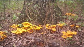 Glades of chanterelles !!! NOT TO LOOK NERVOUS!!! Mushrooms 2021