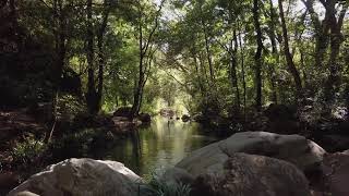 Forest Stream in the Sunlight | ZK Updates