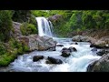 1 hour Relaxing Forest Waterfall Nature Sounds Birds Singing-Soothing Natural Sound of Water fall