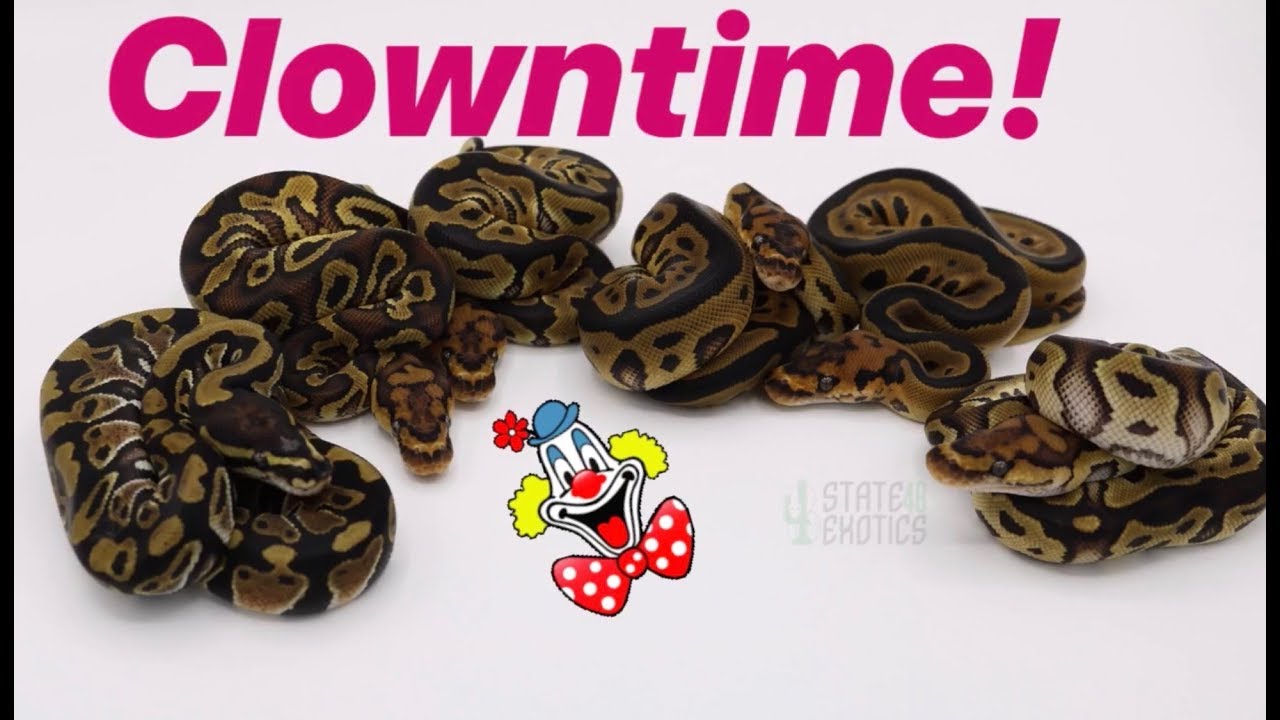 ball python breeders in ohio Incredible Clown Clutch W/ Surprise!!