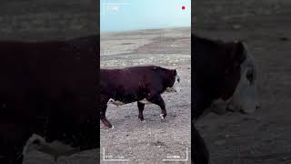 🔴 HEREFORD Cattle Farm ✅