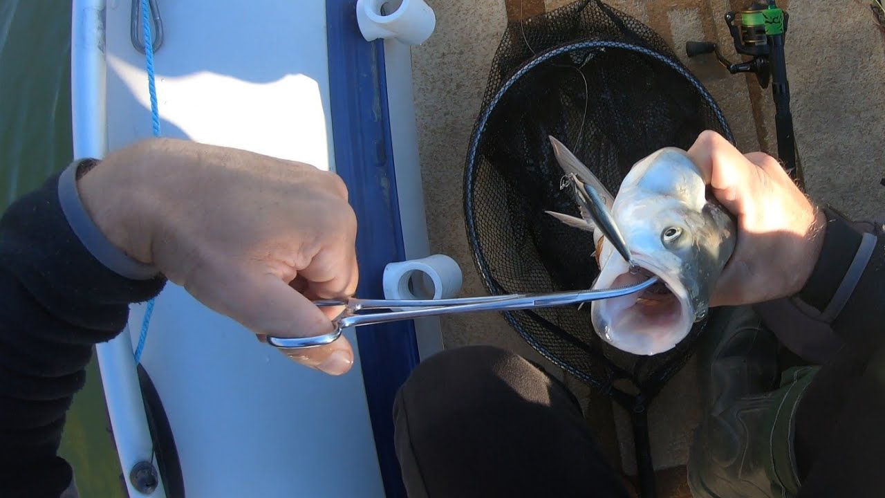 4 zile de pescuit la avat pe Dunăre din barcă #spinning 