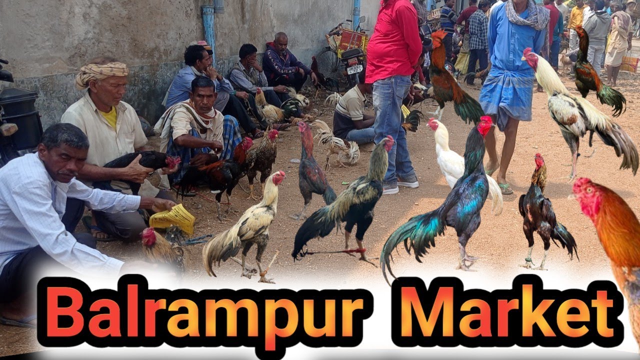 Biggest murga hat Balrampur ||  top quality murga hat || murga market Balrampur ||
