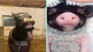 Funny/Cute Animal Videos Try Not To Laugh 14 🤣🐶🐷 by New Level Creation 11 views 1 year ago 2 minutes, 6 seconds