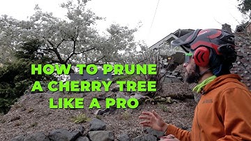 How to prune a cherry tree like a PRO: Tips and Techniques