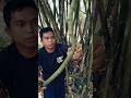 bambu unik‼️bukan bambu petuk🤣🤣