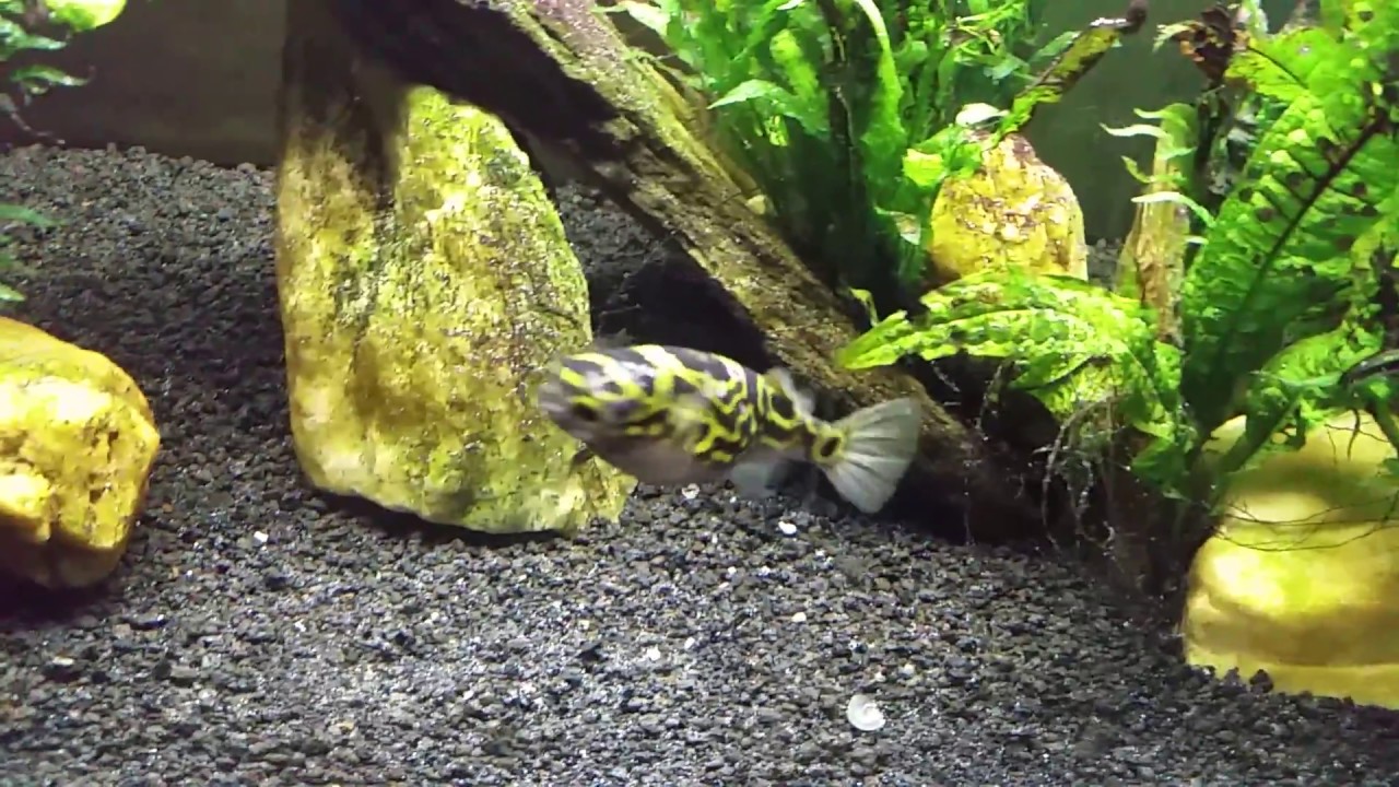 Figure 8 Puffer Has White Lesions