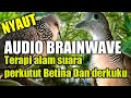 Audio Brainwave Macet Bunyi Perkutut Betina Memanggil Pejantan Saling Sahut Dengan Derkuku Mp3 - Mp4 Download