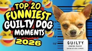 DOGS CAUGHT RED-HANDED | TOP 20 GUILTY MOMENTS 2026