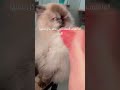 القطة تاعي بدها تاكل بجننها