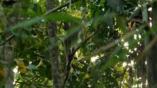 Long-tailed Macaque (Macaca fascicularis), Kinabatangan River, Borneo