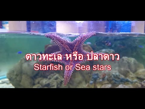ดาวทะเล หรือ ปลาดาว Starfish or sea stars