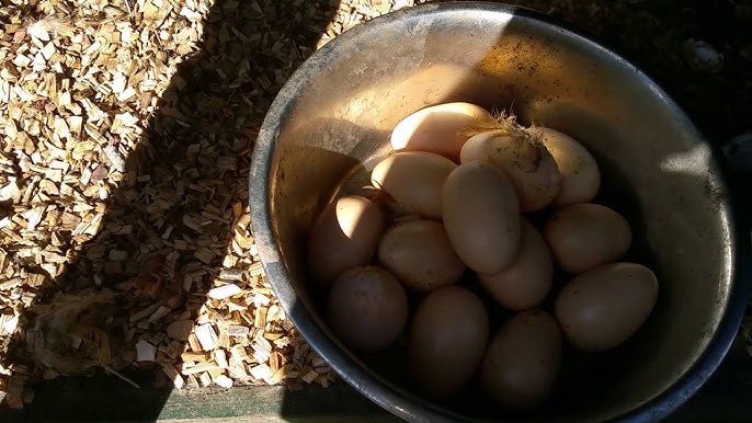 Ei met kuiken danst in het water - YouTube Ei Met Kuiken Danst In Het Water - Youtube
