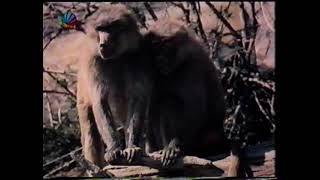 Affengeil – Tiere ganz privat: Autounfall