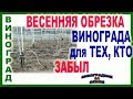 🍇 Когда обрезать виноград весной? Как сформировать плодовое звено для урожая.