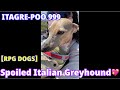 【RPG DOGS 24】Spoiled Italian Greyhound 🐕　#Shorts の動画、YouTube動画。