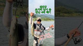 섬진강 쏘가리 낚시중 만난 메기, 미노우에 히트! #섬진강 #쏘가리낚시 #미노우 #메기히트