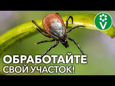 Видео: Можете ли вы опрыскать свой двор от клещей?