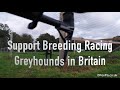 Greyhounds training behind a drag hare