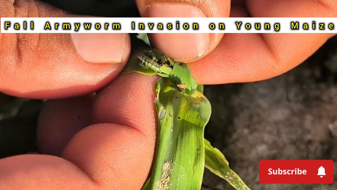 Fall Armyworm Invasion on Young Maize: Real Field Attack Explained ...