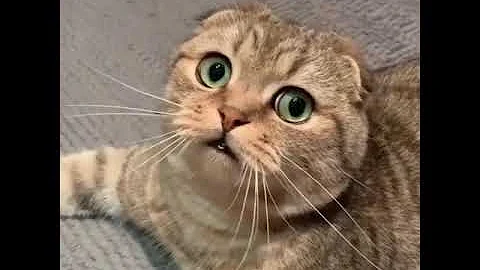 Watch the video about Scottish Fold Cat 😺#foryoupage #foryou #crew07 @AnimalLover #shorts #animal #lo