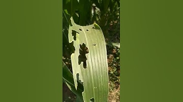 fall armyworm (spodosptera frugiperda) attack on maize #symptoms #maize #fallarmyworm
