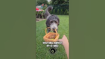 Vegetable harvest. Tomatoes, peppers, cucumbers #dogvideos #asmr #dogtraining #gardening #cutedog