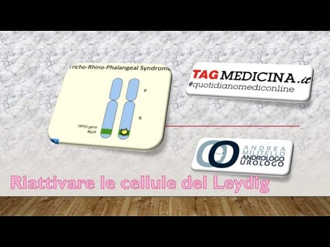 Un segreto per non bloccare l&rsquo;attività  delle cellule del Leydig.