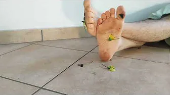 [STOMP🦶🏻] Stomp flowers under feet + feetplay (requested video) - male feet