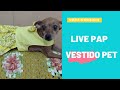 LIVE VESTIDINHO PET PAP  by Fatima Valeria
