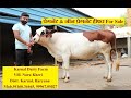 High Milking प्रेगनेंट & नॉन प्रेगनेंट हीफर For Sale |Karnal Dairy Farm |Naru Kheri |Karnal |Haryana