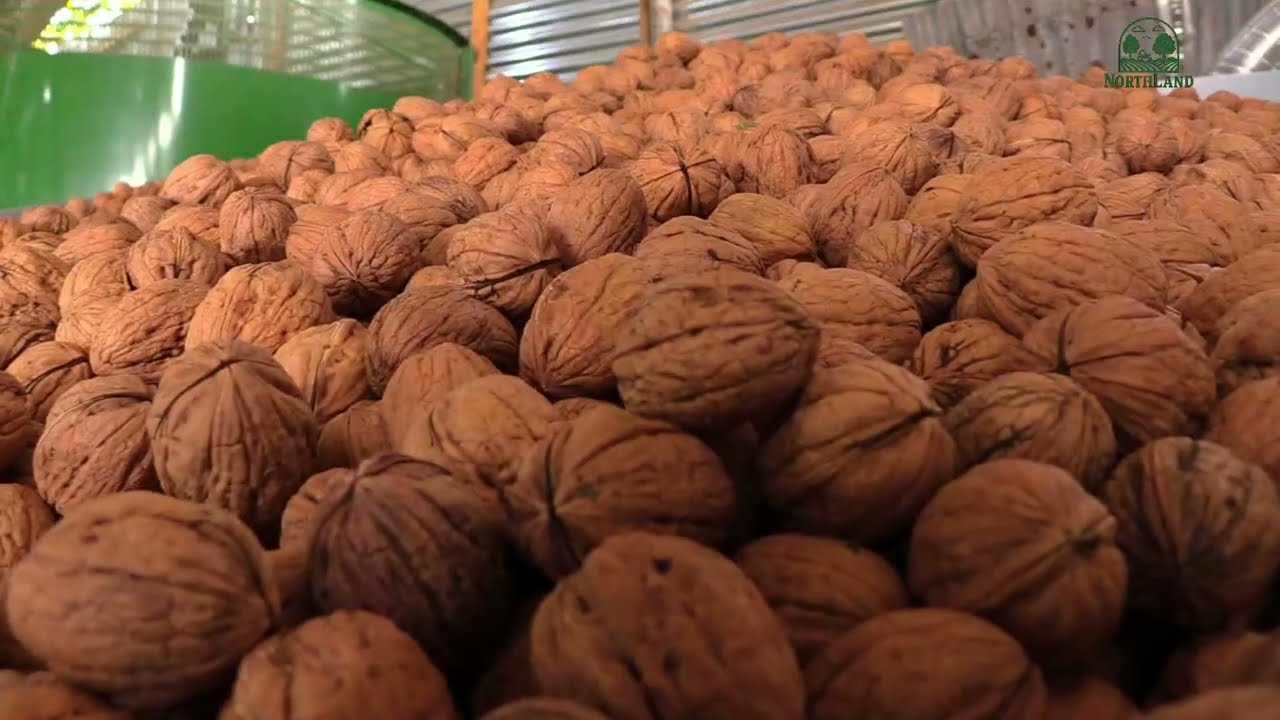 Μετά τη συγκομιδή των καρυδιών . Με την επιστημονική ματιά του Γεωπόνου Λάζαρου Κουρουκεχαγιά