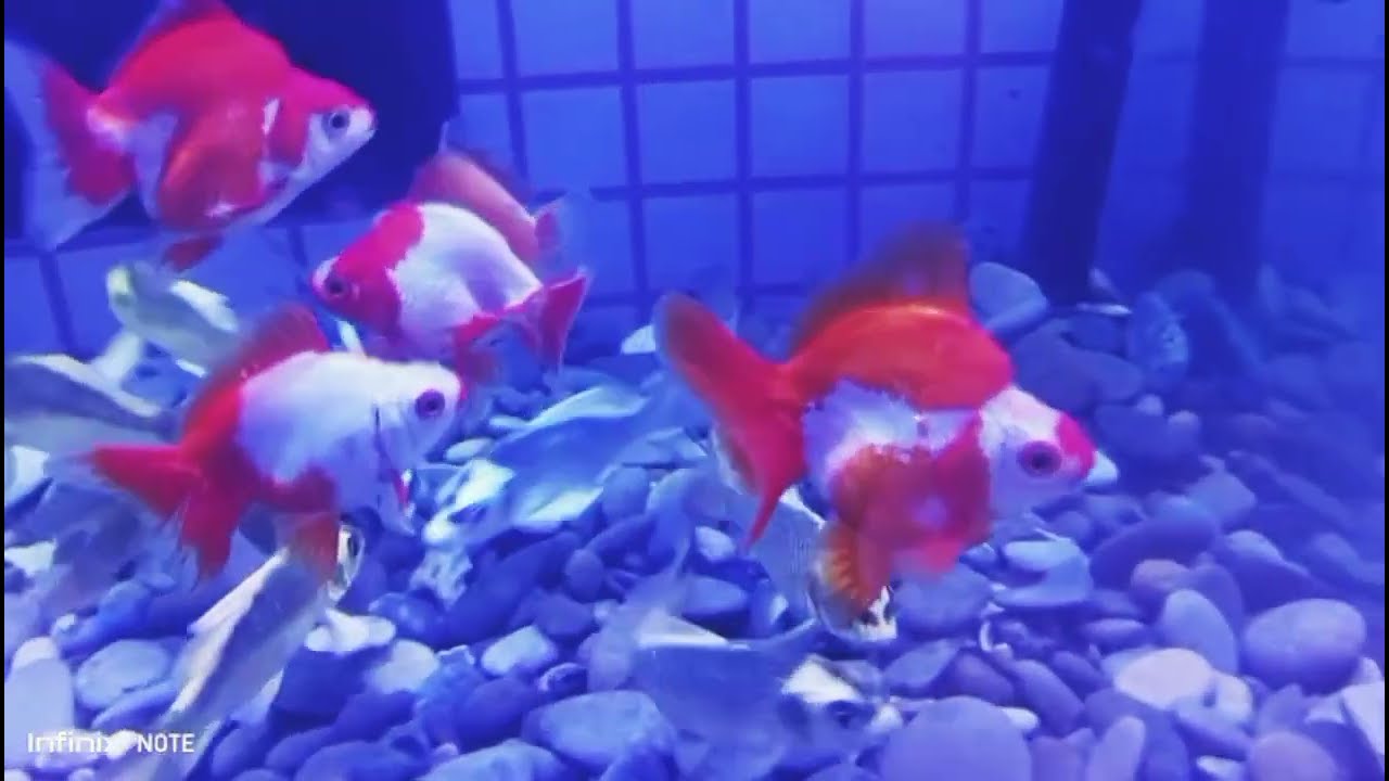 International rare variety Aquarium fishes available at All World Aquarium shop Sarfaraz Charhi Hyd.