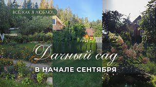 видео: Дача-мой источник вдохновения. Гуляю по саду в начале сентября: цветут розы, распускаются гортензии. картинка: Дача-мой источник вдохновения. Гуляю по саду в начале сентября: цветут розы, распускаются гортензии.