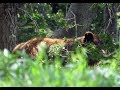 Bear country; backpacking Northern Yellowstone - Tepee Basin