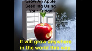 How To Grow Apple Trees From Seed Germinate in Fridge Inside Your Home Easy Plant Growing and Facts screenshot 4
