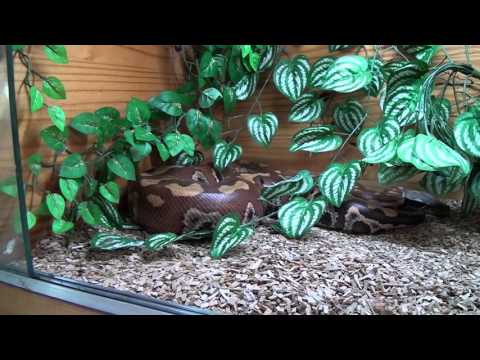Vidéo: Coquilles Fracturées Chez Les Reptiles - Coquille Fissurée De Reptile