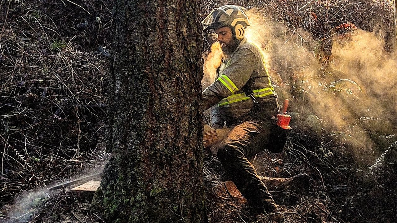 Felling massive tree with major back lean on a cold winter day - YouTube