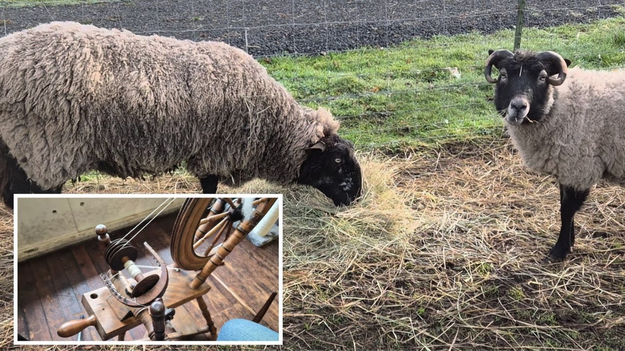 Обработка шерсти на фабрике. Ложь — это не сила. Прядение пряжи на старинной прялке.